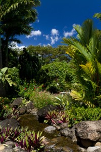 Location-voiture-Guadeloupe_Parc-des-Mamelles